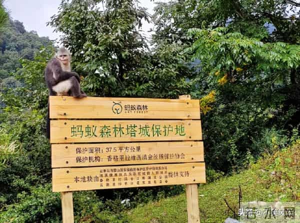 马云斥巨资在沙漠里种树，承诺每年1亿棵，9年过去了，树怎样了？