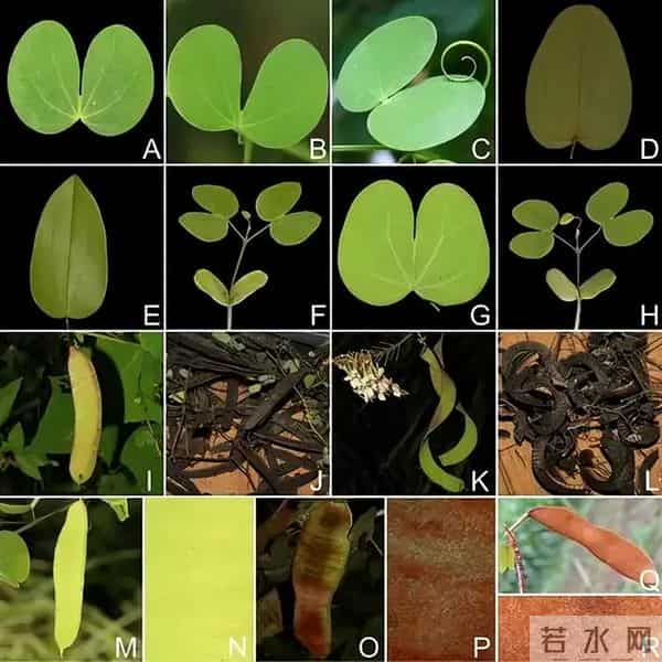 消失40年！学者花4年在广东路边找到，只有1个很小种群，不到10株