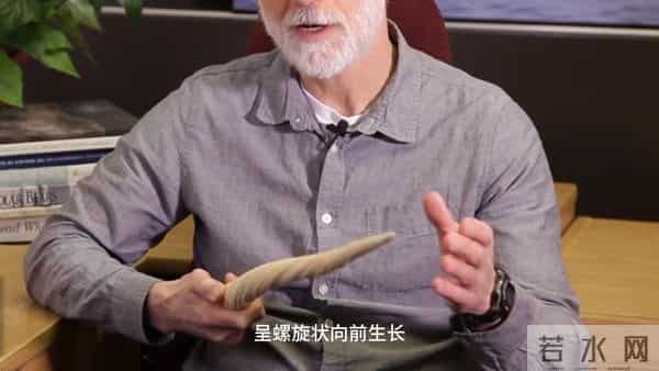 世界最“豪横”的动物，牙齿比黄金贵10倍，一颗能买一座城