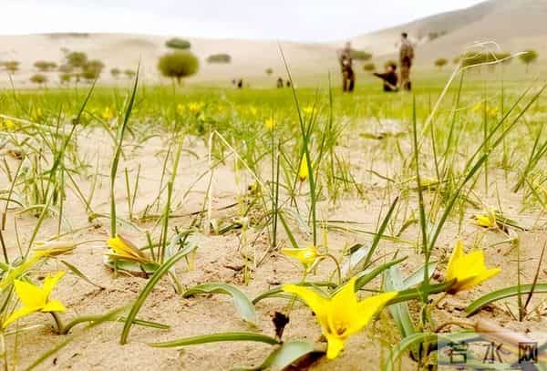 消失40余年!2023年在内蒙古再次发现15亩,工作人员24小时巡逻