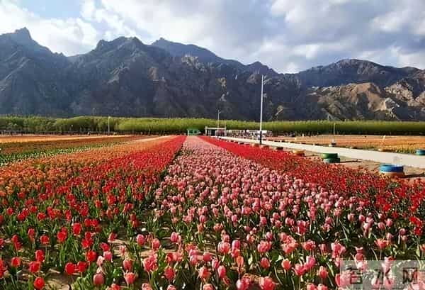 消失40余年!2023年在内蒙古再次发现15亩,工作人员24小时巡逻