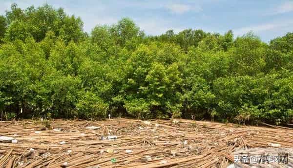 马云斥巨资在沙漠里种树，承诺每年1亿棵，9年过去了，树怎样了？