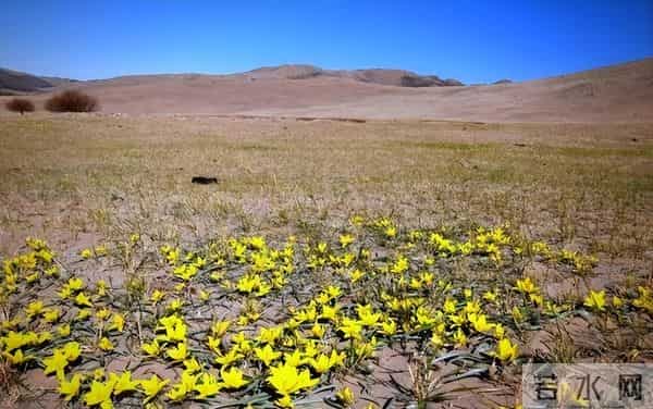 消失40余年！2023年在内蒙古再次发现15亩，工作人员24小时巡逻