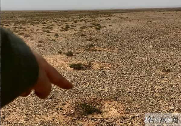 马云斥巨资在沙漠里种树，承诺每年1亿棵，9年过去了，树怎样了？