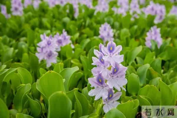 不要碰!不要养!重庆:实名“通缉”,发现请立即上报!