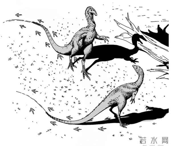 四川自贡一村民用了多年的垫脚石,竟是重要的恐龙化石?