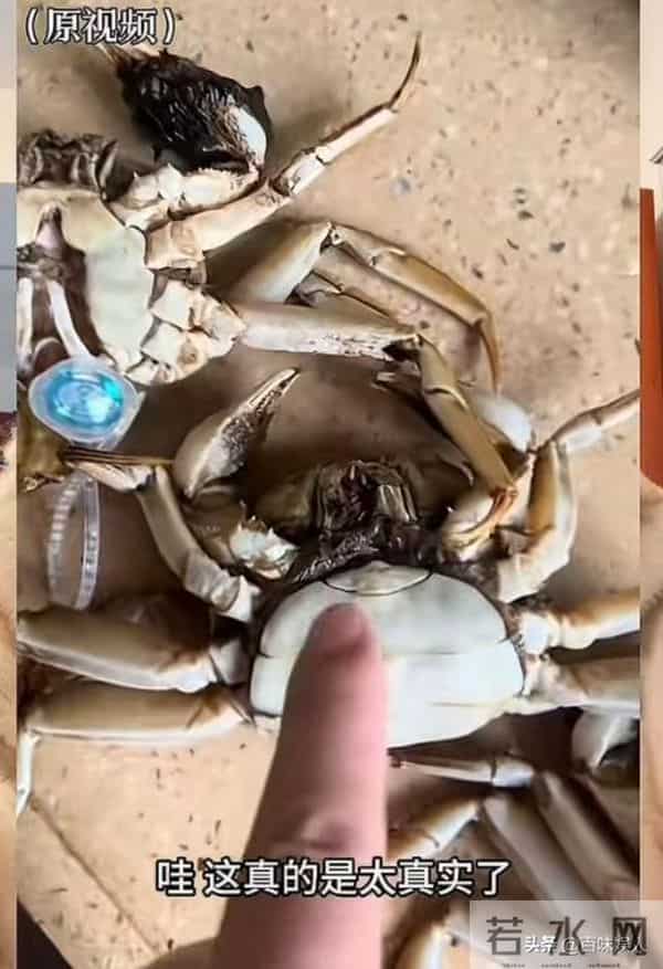 AI死螃蟹后续，当事人被拘8天，退还195元，老板因祸得福螃蟹爆卖