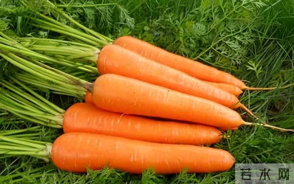 胡萝卜立功了？欧洲科学家从中发现宝藏，补充或可“拨慢”衰老