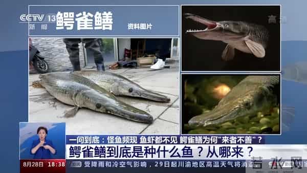 不要碰!不要养!重庆:实名“通缉”,发现请立即上报!