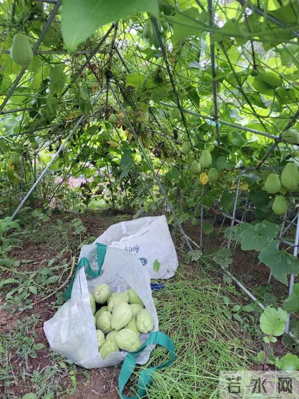 这种植物，长得很“猛”，种一颗全村都吃不完，名字还很有意思