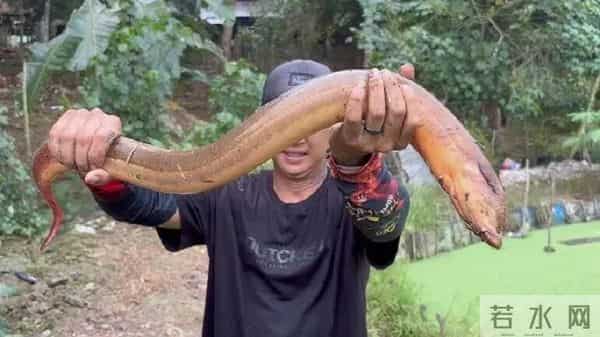 黄鳝在日本泛滥成灾，钻洞破坏农田，让当地人头疼不已，为何当地人不吃了它？