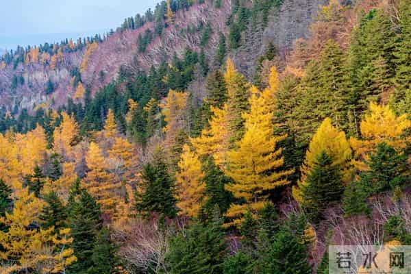 锡霍特山脉：东北虎的绿色堡垒，这里面还藏着多少秘密呢？