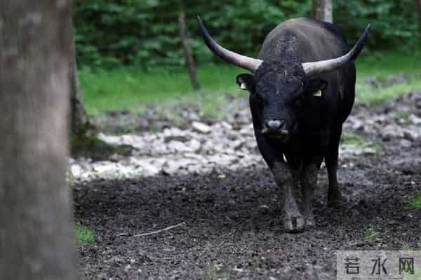 水牛和黄牛为什么不能杂交？看完你就明白了