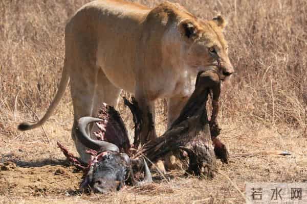 为什么食肉动物捕猎后先啃内脏，而不是先啃大块肉？看完涨知识了