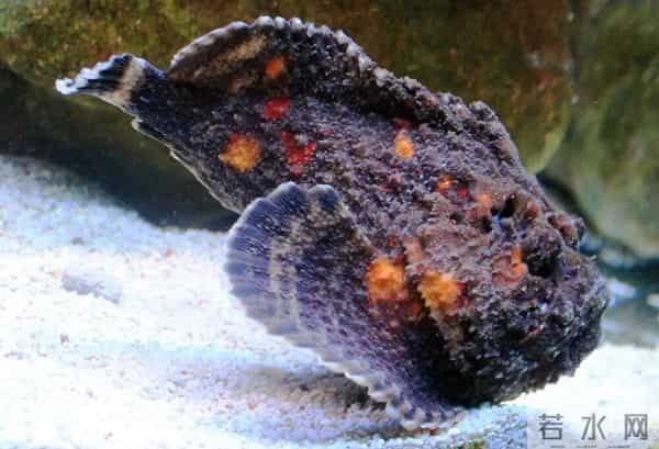 南方海边的这种鱼，踩到真的会要命！