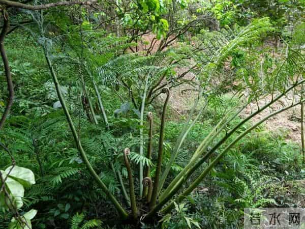 全球不到40株！广东深山发现蕨类“巨人”，高达5米密被鳞片，茎部肥大重达80斤