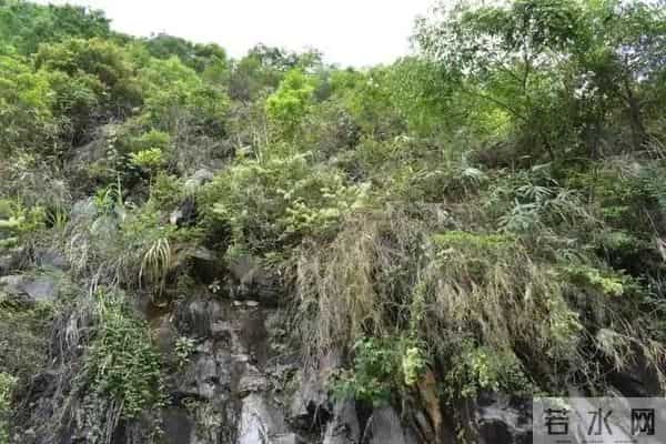 消失40年！学者花4年在广东路边找到，只有1个很小种群，不到10株