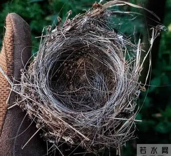 乌克兰的鸟用战场上的光纤筑巢,有的还用防鸟刺造窝,鸟类工业革命来了?