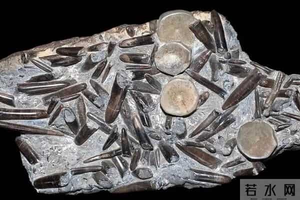 史前文明证据一亿多年前的地层,惊现大量被“铁钉”穿喉杀死的鱼