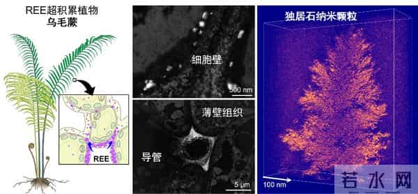 国运挡不住！我国科学家在植物中发现稀土成矿