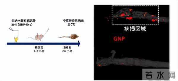 外泌体载药有多强？科学家称它是“天然精准导弹“