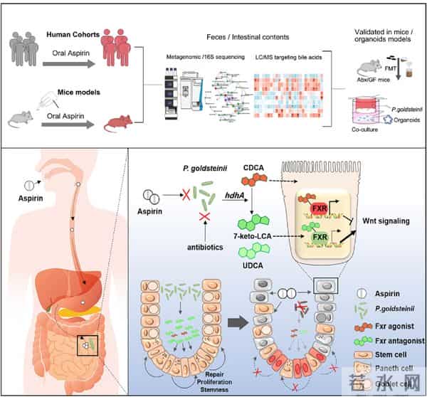 中国科研团队成果获国际顶级期刊青睐——西安交大一附院研究荣获Cell Press “最受欢迎中国论文奖”