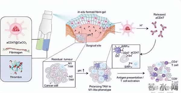 碾压传统疫苗！小鼠250天无瘤，成功率最高88%，癌症防线已攻破？