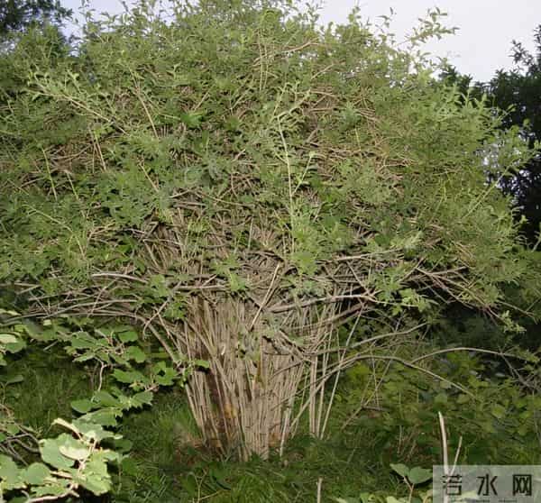 一种中国植物，为何花了130年，才获得世界承认的名字？