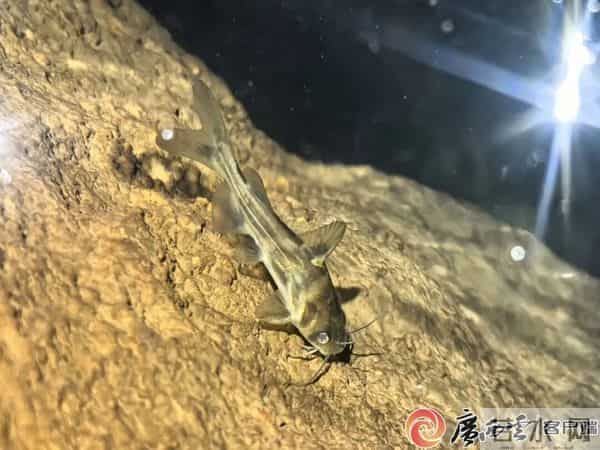 柳州这地有新发现！神奇生物出没，“一直往人身上凑”