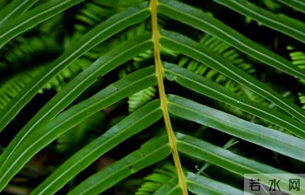 国运挡不住！我国科学家在植物中发现稀土成矿