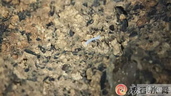 柳州这地有新发现！神奇生物出没，“一直往人身上凑”