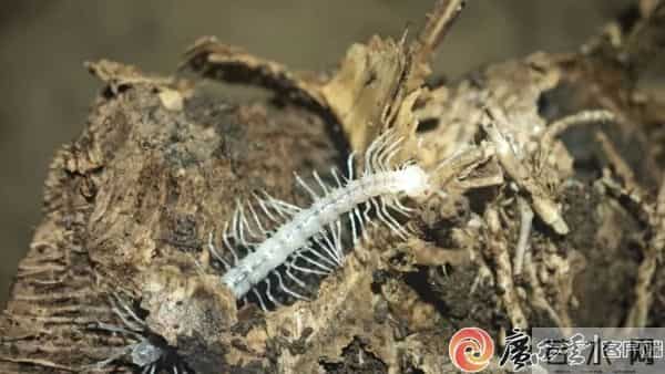 柳州这地有新发现！神奇生物出没，“一直往人身上凑”