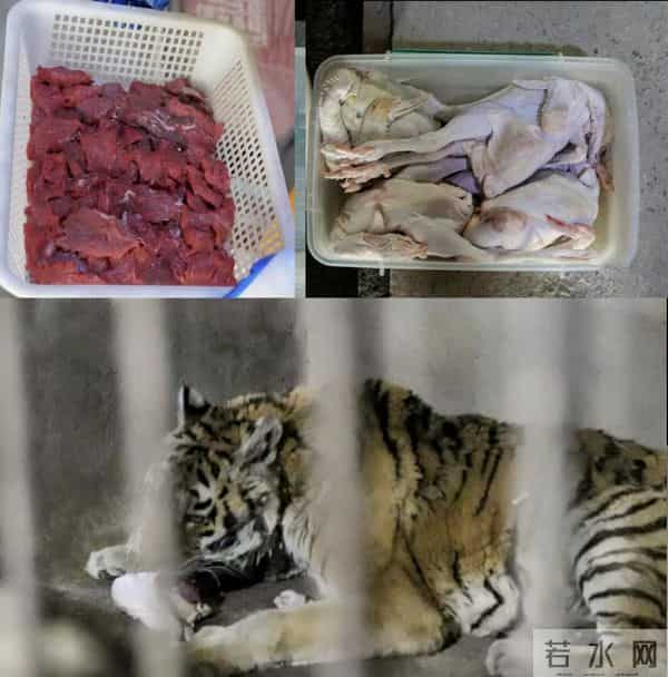 一动物园老虎“饿得皮包骨”?园方回应:“虎奶奶”已大约20岁,属老龄化现象