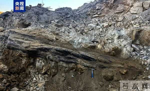 山西一工地发现2.9亿年前大型木化石