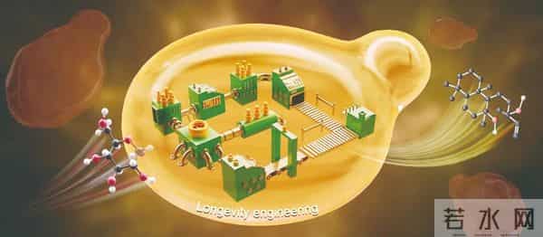 从11.4克到120吨,这种高价值天然产物实现“批量生产”