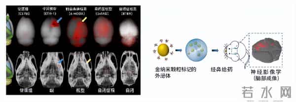 外泌体载药有多强？科学家称它是“天然精准导弹“
