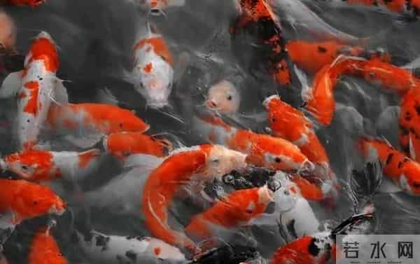 恭喜你！你家有鸿运当头，挡都挡不住，福气临门啦