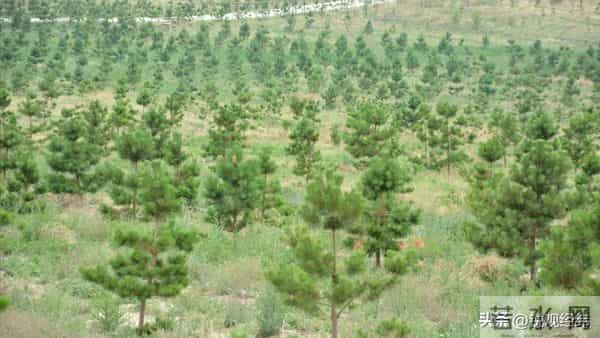 全球气候危机加剧，亚马孙干旱敲警钟，中国沙漠绿化迎来重大突破