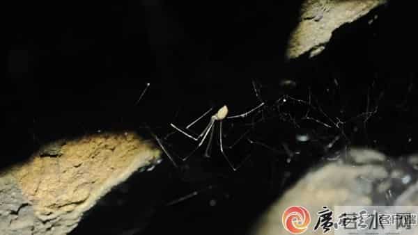 柳州这地有新发现！神奇生物出没，“一直往人身上凑”