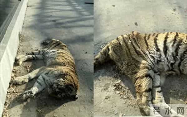 一动物园老虎“饿得皮包骨”?园方回应:“虎奶奶”已大约20岁,属老龄化现象