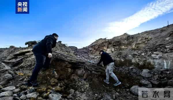 山西一工地发现2.9亿年前大型木化石