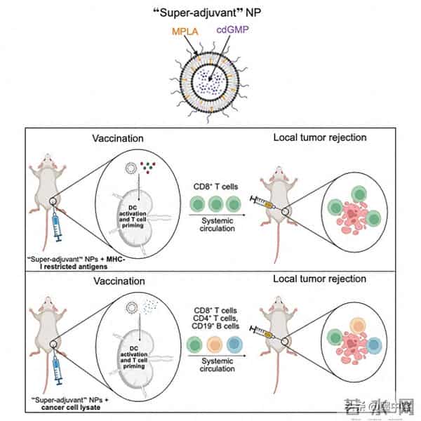 碾压传统疫苗！小鼠250天无瘤，成功率最高88%，癌症防线已攻破？