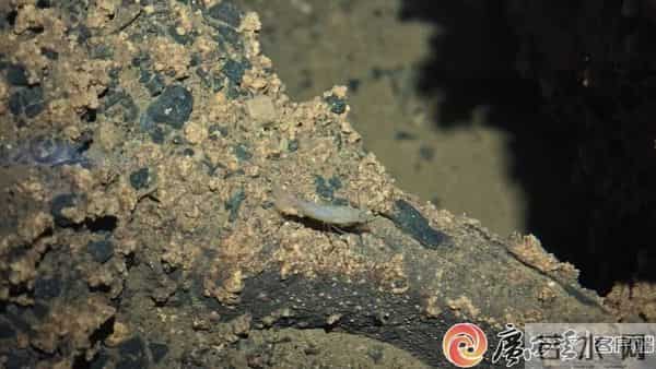 柳州这地有新发现！神奇生物出没，“一直往人身上凑”