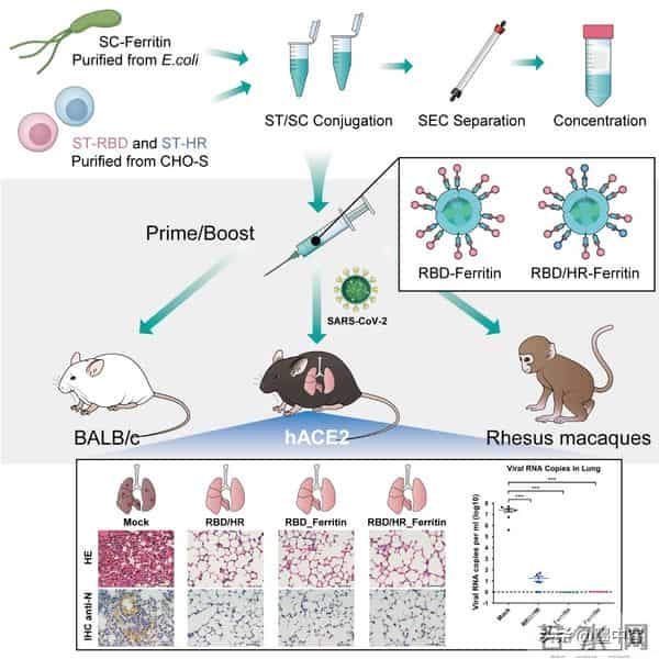 碾压传统疫苗！小鼠250天无瘤，成功率最高88%，癌症防线已攻破？