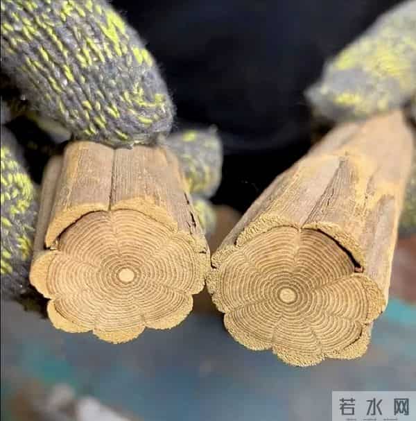 一种中国植物，为何花了130年，才获得世界承认的名字？