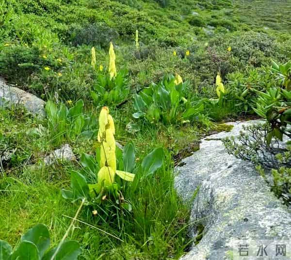 一生只开一次花，最长45年结果，2019年，云南男子手撕了一株被抓