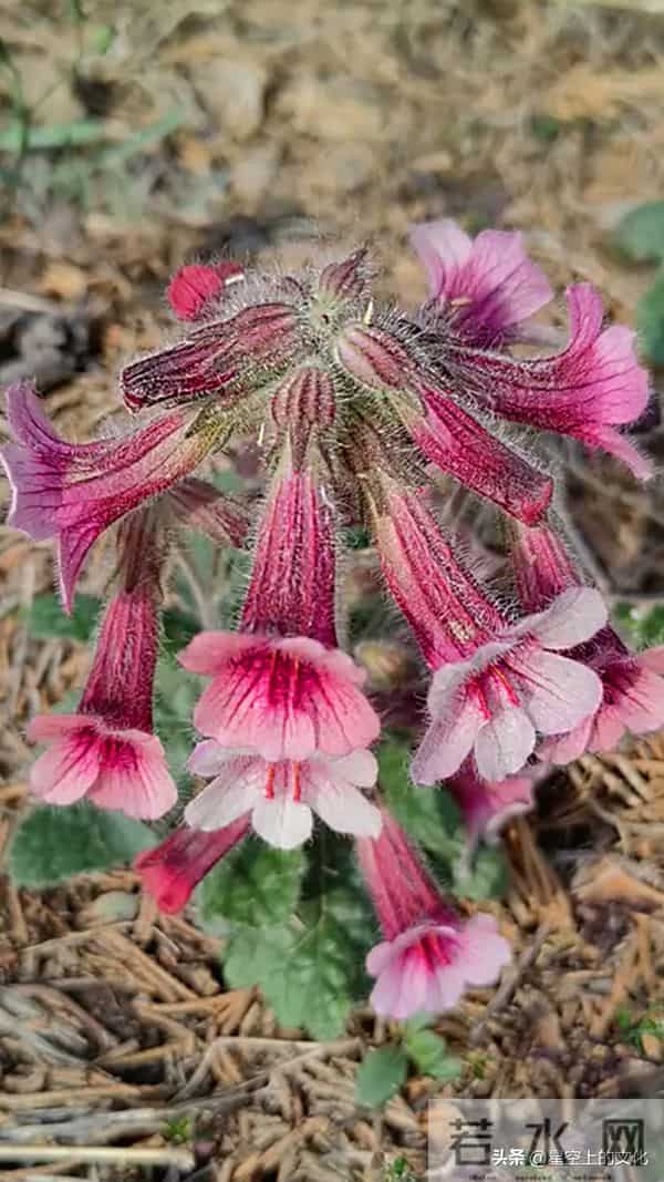 教您识别二十五种野生中草特征，您的家乡有吗？您认识几种呢？