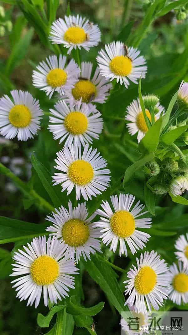 教您识别二十五种野生中草特征，您的家乡有吗？您认识几种呢？