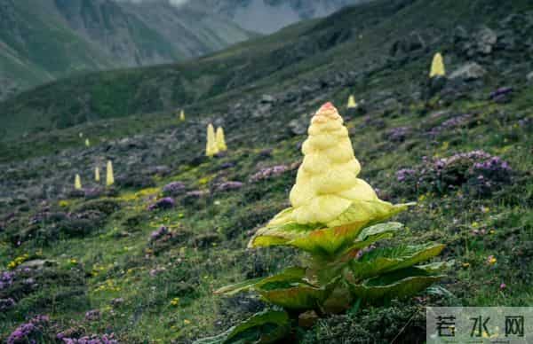 一生只开一次花，最长45年结果，2019年，云南男子手撕了一株被抓