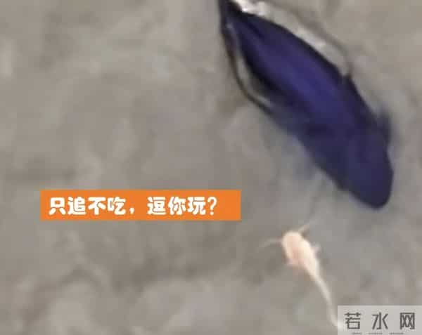 长江禁渔5年鱼多了，江豚追赶鲶鱼却不吃，捕食失败还是变“挑”了？